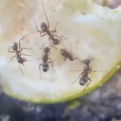 Prairie Mound Ant thumbnail 2