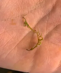 Pseudisothecium cristatum thumbnail 4
