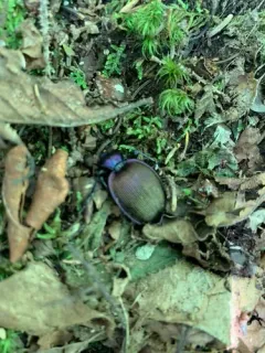 Bereft Snail-eating Beetle thumbnail 4