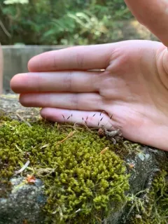 Cylindric Beard-moss thumbnail 3