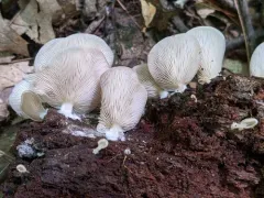 Crepidotus stipitatus thumbnail 3
