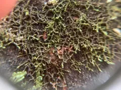 Frullania californica thumbnail 3