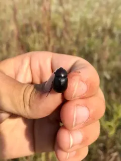 Aphonus tridentatus thumbnail 1