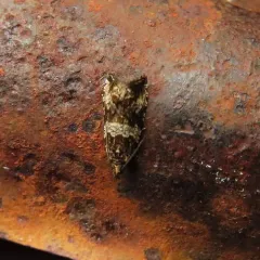 Celypha Moth thumbnail 3