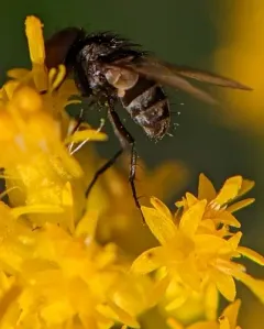 Strongygaster triangulifera thumbnail 2
