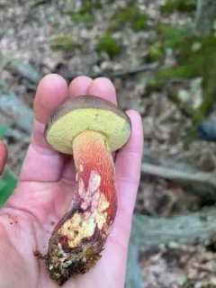 Boletus billieae thumbnail 2