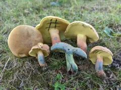 Lanmaoa pseudosensibilis thumbnail 4