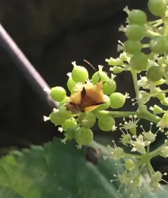 Hercules club stink bug thumbnail 2