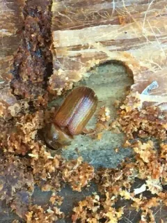 Spruce Bark Beetle thumbnail 2