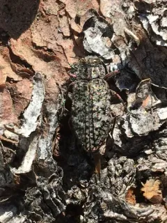 Chrysobothris trinervia thumbnail 2