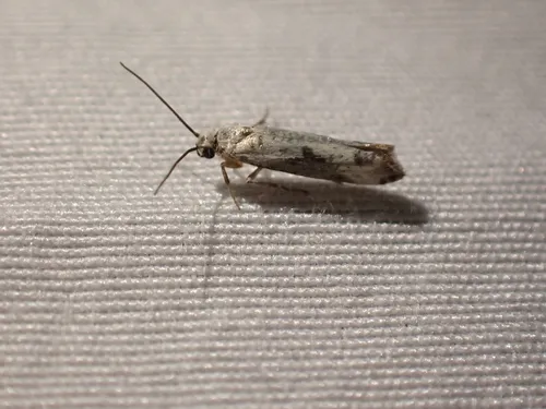 Ash Bud Moth
