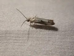 Ash Bud Moth thumbnail 1