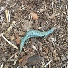 Northern Alligator Lizard thumbnail 3