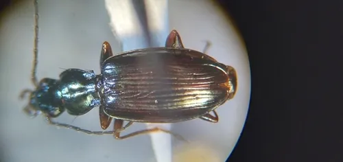 Bembidion vandykei