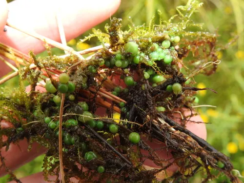 Nostoc caeruleum