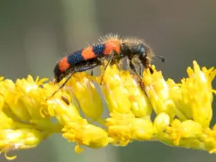 Trichodes simulator thumbnail 3