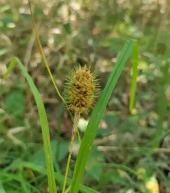 squarrose sedge thumbnail 2