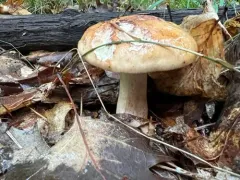 Tricholoma brunneoluteum thumbnail 2