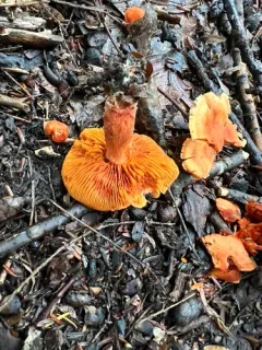 Cortinarius hesleri thumbnail 1