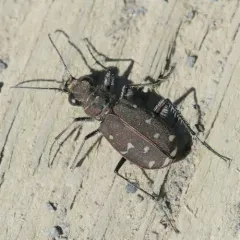 Twelve-spotted Tiger Beetle thumbnail 3