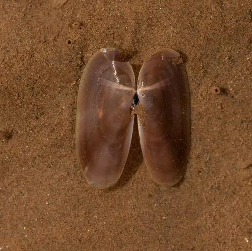 Atlantic Razor