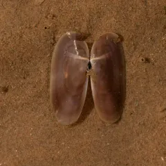 Atlantic Razor thumbnail 1