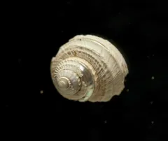 boreal rosy margarite thumbnail 2