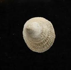 Cup-and-saucer Limpet thumbnail 3