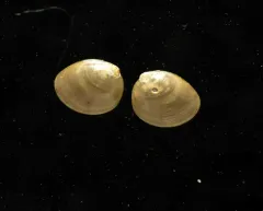 Atlantic Nut Clam thumbnail 2