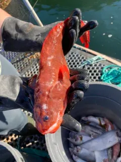 Red Brotula thumbnail 3