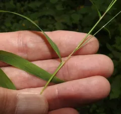 Woodland Muhly thumbnail 4