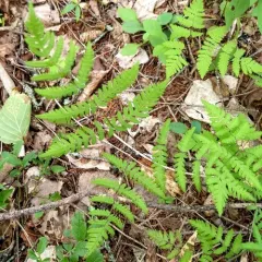 northern oak fern thumbnail 4