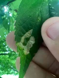 Agromyza pallidiseta thumbnail 2