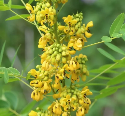 Maryland senna