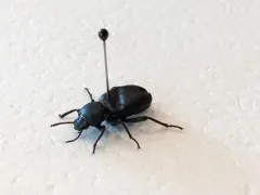 Eleodes tenebrosa thumbnail 3