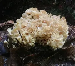 American cauliflower mushroom thumbnail 4