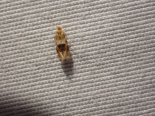 Bucculatrix zophopasta