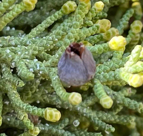 Juniper Urn Gall Midge