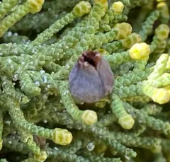 Juniper Urn Gall Midge thumbnail 1