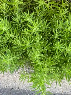 Mexican Stonecrop thumbnail 2