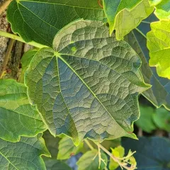 Japanese creeper thumbnail 3