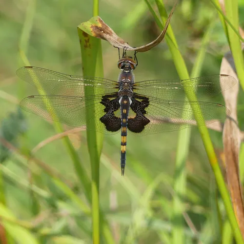 Black Saddlebags