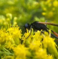 Ammophila pictipennis thumbnail 1