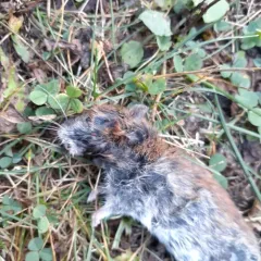 Southern Red-backed Vole thumbnail 1