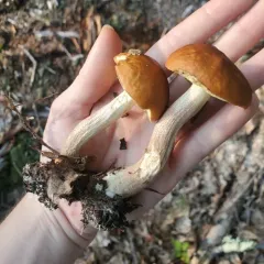 Leccinum longicurvipes thumbnail 2