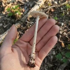 Tawny Grisette thumbnail 5