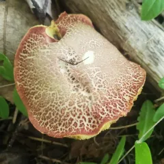 Red-cracking Bolete thumbnail 3