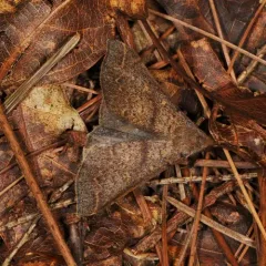 Discolored Renia Moth thumbnail 3