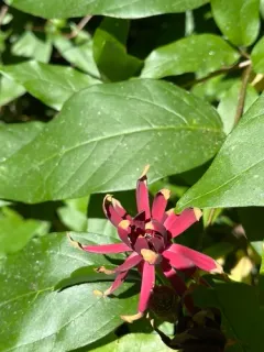 California sweetshrub thumbnail 2