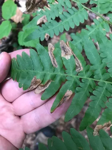 Chirosia flavipennis